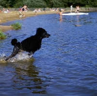 Picture of ch montravia tommy gun,  standard poodle leaping into water