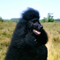 Picture of ch montravia tommy gun, crufts BIS standard poodle portrait