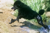 Picture of ch montravia tommy gun, crufts 1985 best in show, standard poodle leaving water