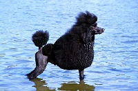 Picture of ch montravia tommy gun, standard poodle, bis crufts, standing in water