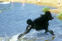 Picture of ch montravia tommy gun, standard poodle, bis crufts, running out of the water