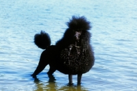 Picture of ch montravia tommy gun, standard poodle, bis crufts