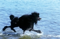 Picture of ch montravia tommy gun, standard poodle trotting in water