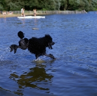 Picture of ch montravia tommy gun, standard poodle, best in show crufts, enjoying water