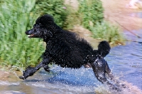 Picture of ch montravia tommy gun, standard poodle leaping from  water