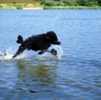 Picture of ch montravia tommy gun,standard poodle running across Frensham Ponds, best in show crufts 1985