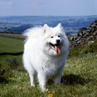 Picture of ch moya of silverlights,   samoyed standing in long grass against fields