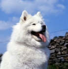 Picture of ch moya of silverlights,  portrait of samoyed against a stone wall and blue sky