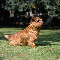 Picture of ch nanfan sweet potato, norfolk terrier sitting on grass