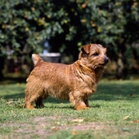 Picture of ch nanfan sweet potato, norfolk terrier standing on grass