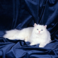 Picture of ch nantoms nymph, blue eyed white long hair cat on velvet