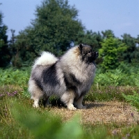 Picture of ch neradmik jupiter,  keeshond side view, CC breed record holder
