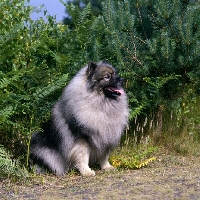 Picture of ch neradmik jupiter,  keeshond sitting, CC breed record holder