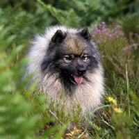 Picture of ch neradmik jupiter, keeshond  head shot framed in ferns