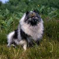 Picture of ch neradmik jupiter, keeshond, CC breed record holder