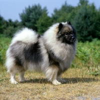 Picture of ch neradmik jupiter, keeshond, CC breed record holder