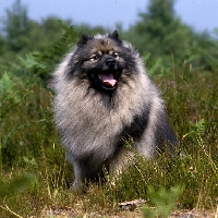 Picture of ch neradmik jupiter, keeshond in heathland looking up