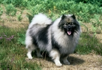 Picture of ch neradmik jupiter, keeshond 