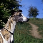 Picture of ch nutshell of nevedith, head study of whippet, res bis crufts 1990