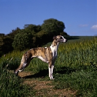 Picture of ch nutshell of nevedith, whippet, res bis crufts 1990
