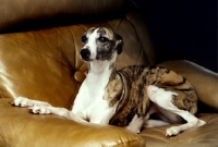 Picture of ch nutshell of nevedith, whippet resting in chair