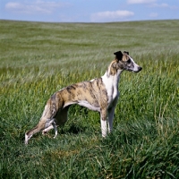 Picture of ch nutshell of nevedith, whippet  in field, res bis crufts 1990