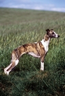 Picture of ch nutshell of nevedith, whippet, res bis crufts 1990