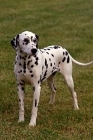 Picture of ch olbiro organdiecollar , dalmatian standing on grass