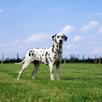 Picture of ch olbiro organdiecollar,  dalmatian standing in a field