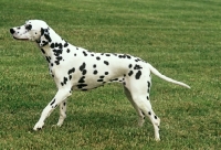Picture of ch olbiro organdiecollar, dalmatian champion stepping ahead on grass