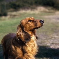 Picture of ch oranje celeste of albaney, long haired dachshund head and shoulders