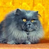 Picture of ch orion of pensford, long hair blue cat