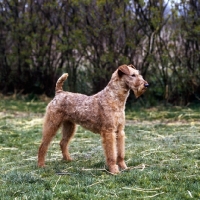 Picture of ch oudenarde zelia on grass