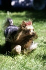 Picture of ch ozmillion dedication, yorkshire terrier dashing purposefully