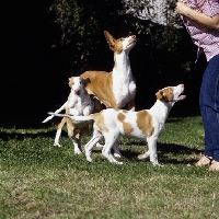 Picture of ch paran prima donna,  ibizan bitch with puppy jumping another's tail