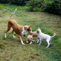 Picture of ch paran prima donna,  ibizan hound and two puppies playing