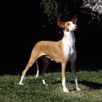 Picture of ch paran prima donna,  ibizan hound standing on grass