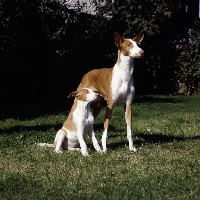 Picture of ch paran prima donna , ibizan hound sitting with her puppy
