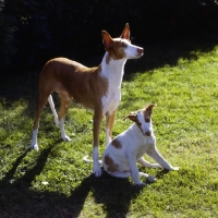 Picture of ch paran prima donna, ibizan hound and puppy on grass