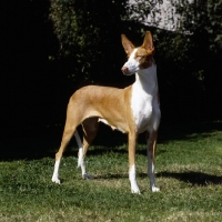 Picture of ch paran prima donna, ibizan hound standing on grass