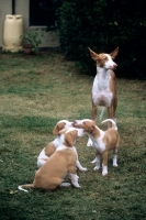 Picture of ch paran prima donna ibizan hound with her puppies