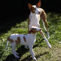 Picture of ch paran prima donna, ibizan hound and puppy looking up