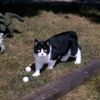 Picture of ch pathfinders barry, bi-coloured short hair cat, black and white, displeased with the toys