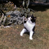 Picture of ch pathfinders barry, bi-coloured short hair cat, black and white, pawing at willow leaves