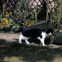 Picture of ch pathfinders barry, bi-coloured short hair cat, black and white, walking past lawn mower