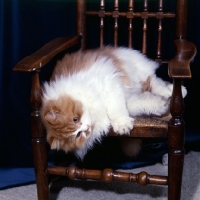 Picture of ch pathfinders goldstrike, bi-coloured (red and white) long hair cat