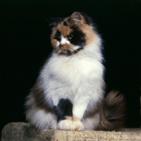 Picture of ch pathfinders posy, disdainful tortoiseshell and white cat