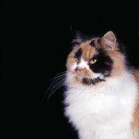 Picture of ch pathfinders posy, portrait of a tortoiseshell and white cat