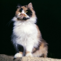 Picture of ch pathfinders posy, proud tortoiseshell and white cat