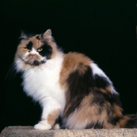 Picture of ch pathfinders posy, tortoiseshell and white cat